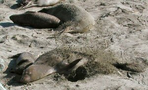 Splashing sand