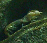 burrowing shrimp