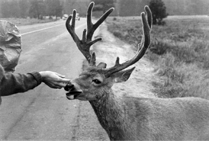 Deer in 1930s