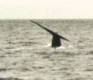 Blue whale diving with tail up.