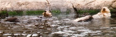 sea otters