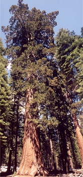 Trees in parking area