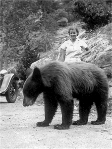 Bear in 1930s